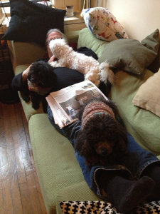 allen and dogs on couch